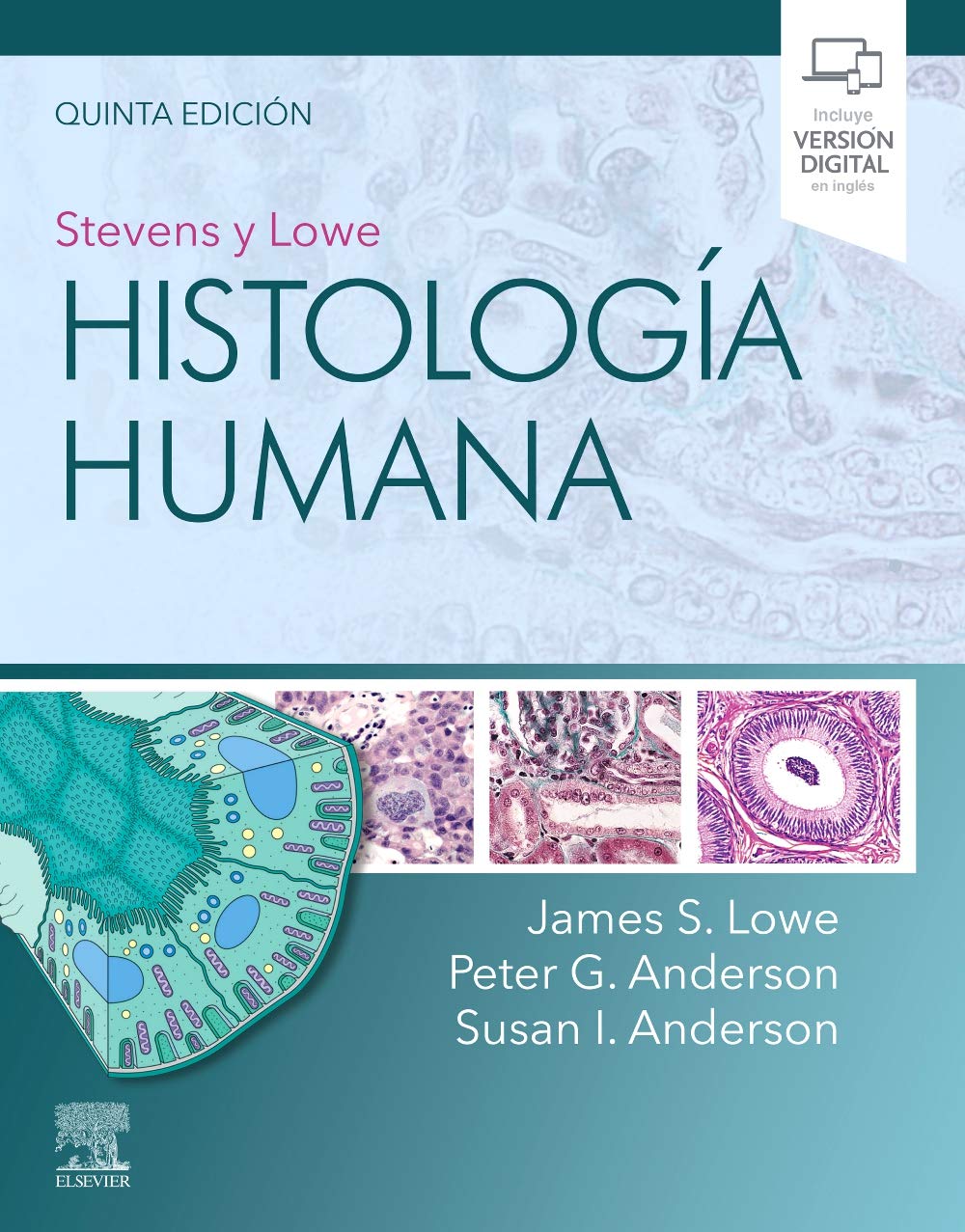 LOWE, J.S., STEVENS Y LOWE. HISTOLOGÍA HUMANA 5 ED. © 2020