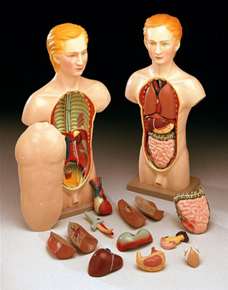 BUDGET DAPPER DAN TORSO- TORSO 14 PARTES