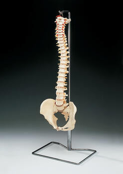 COLUMNA FLEXIBLE ( VERTEBRAL WITH STAND